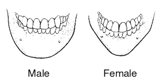 male and female chin differences