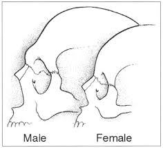 male and female forehead differences