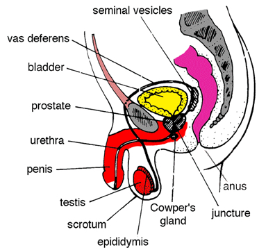 Transgender genital anatomy – Transgender Map
